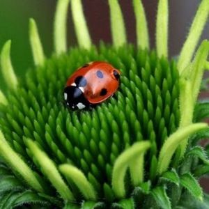 Meet your Posher, Cara